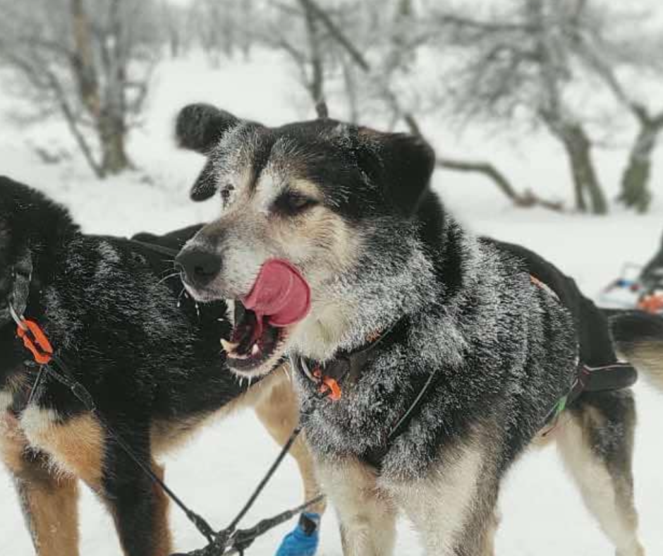 Les chiens 17