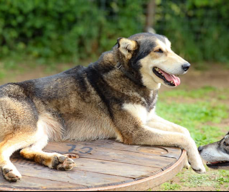 Les chiens 24