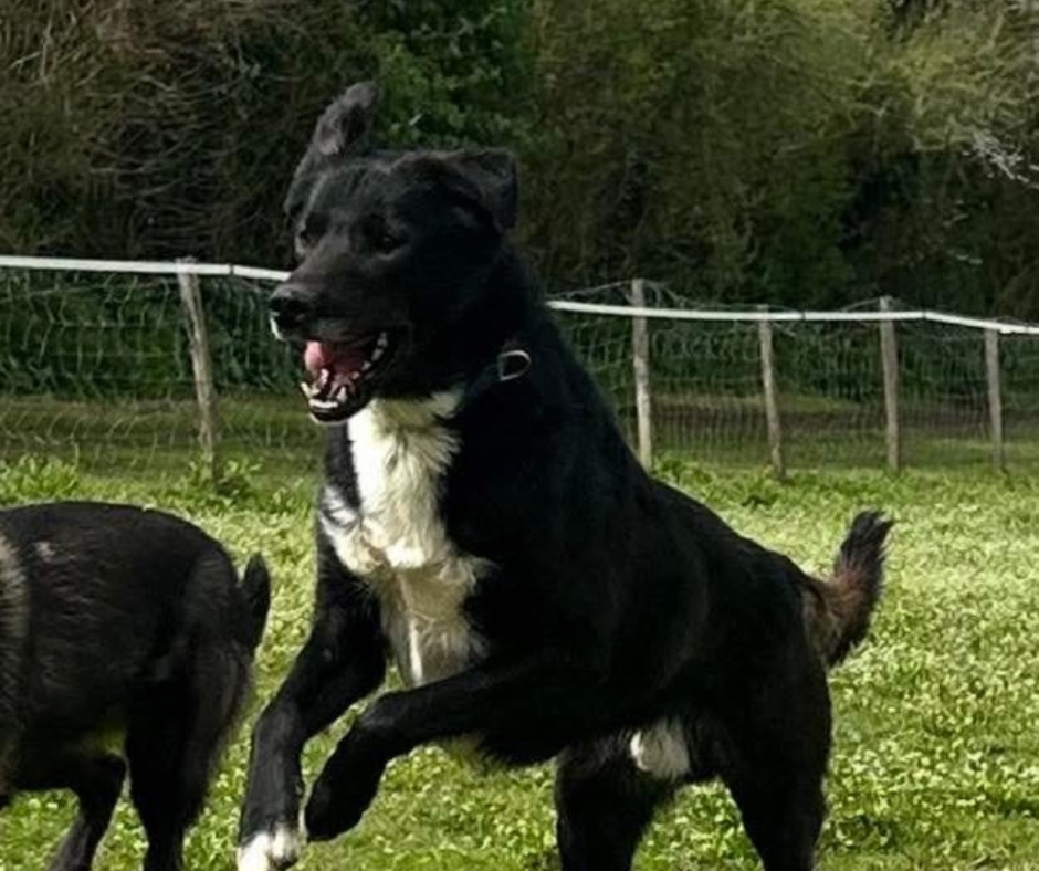 Les chiens 31