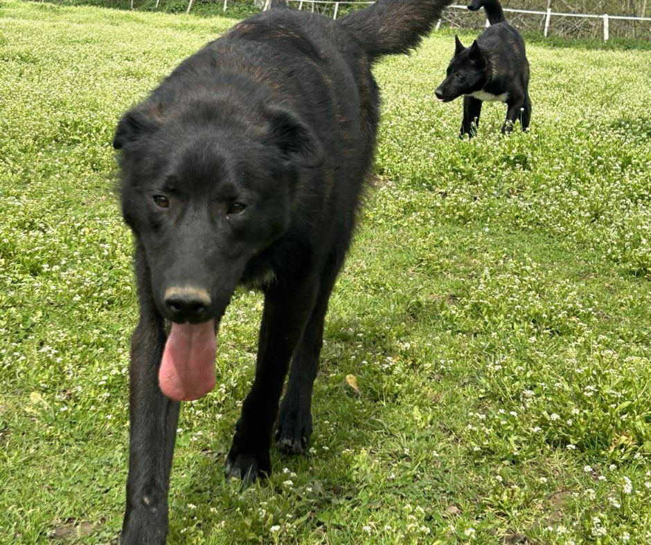Les chiens 37