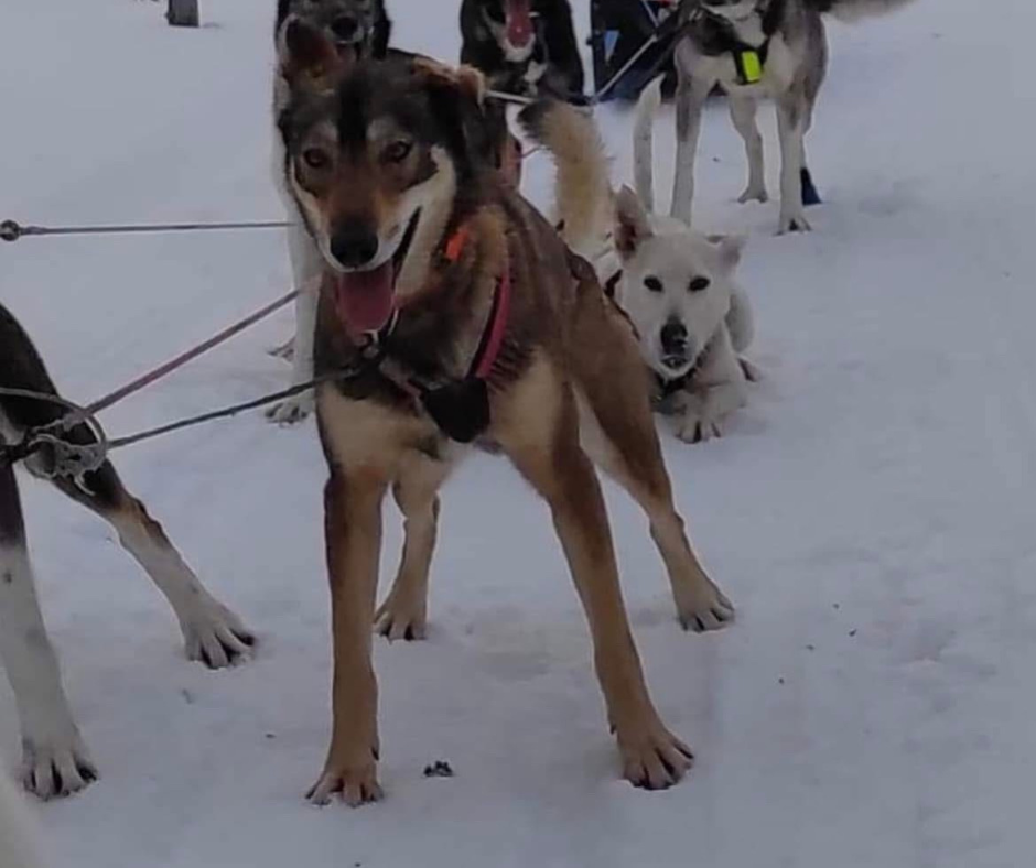 Les chiens 9