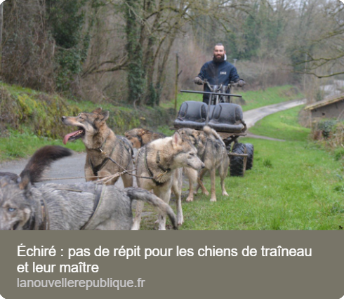 Échiré : pas de répit pour les chiens de traîneau et leur maître