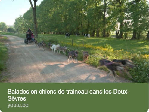 Échiré : pas de répit pour les chiens de traîneau et leur maître